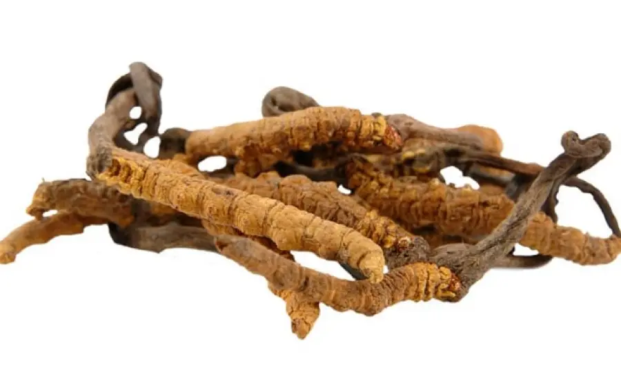 Funghi medicinali: proprietà benefiche per la salute