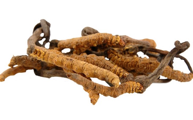 Funghi medicinali: proprietà benefiche per la salute