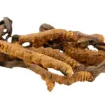 Funghi medicinali: proprietà benefiche per la salute