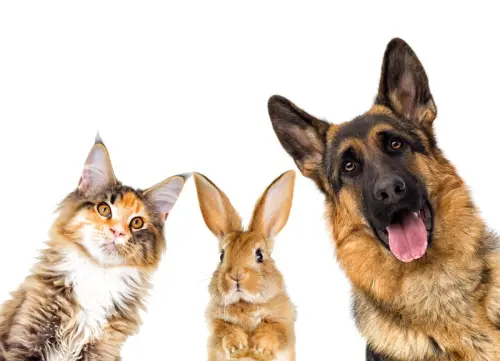 Animali d’affezione, un legame costruito nel tempo