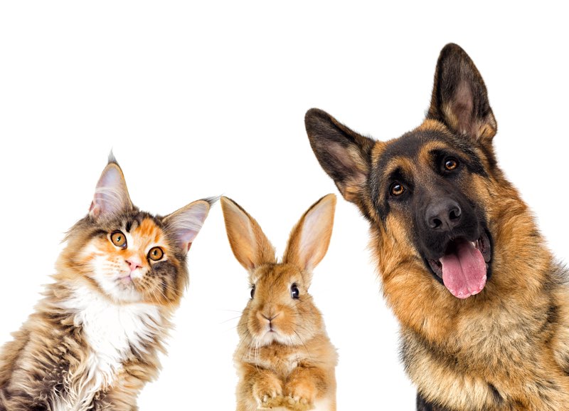 Animali d’affezione, un legame costruito nel tempo