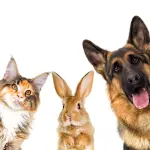 Animali d’affezione, un legame costruito nel tempo