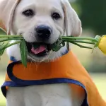 Bologna, lieta sorpresa per i piccoli pazienti del Bellaria arrivano per loro i labrador