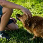 Il primo ospizio per cani che hanno perso il padrone