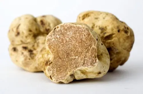 Sua maestà il tartufo (Tuber magnatum pico)