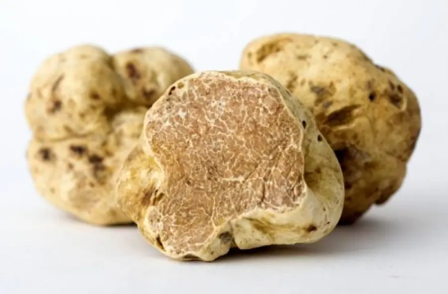 Sua maestà il tartufo (Tuber magnatum pico)
