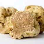 Sua maestà il tartufo (Tuber magnatum pico)